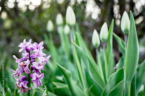 beautiful flowering purple hyacinth