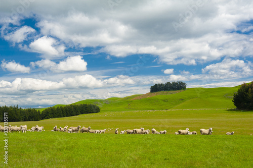 Sheep in the New Zealand