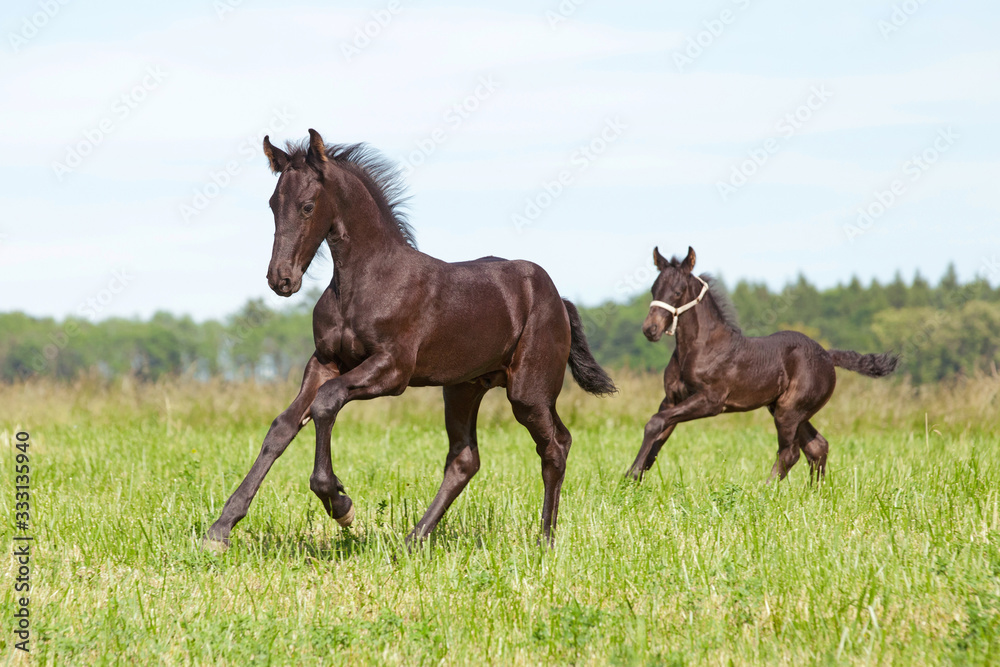 Two nice friesian foals running on meadow