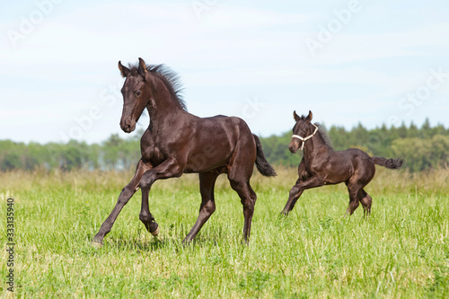 Two nice friesian foals running on meadow