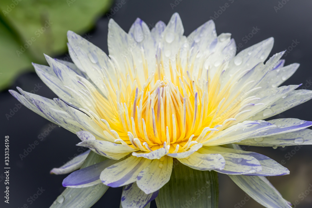 Beautiful lotus flower or Water lily on the water in a park close-up. Beautiful lotus flower or Water lily on the water in a park close-up.