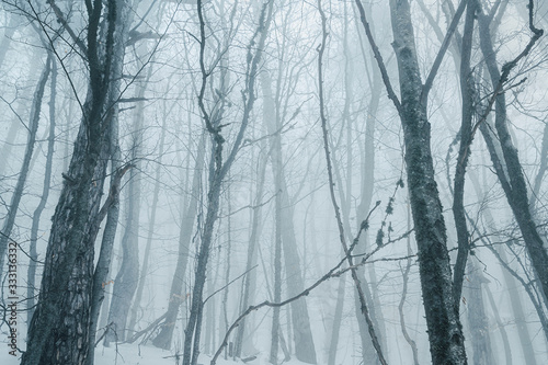 Foggy winter forest. Naked trees