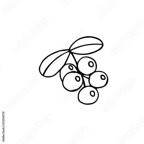 Lingonberry, vector illustration, hand drawing