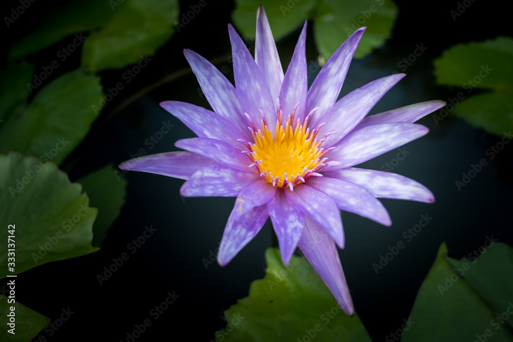 Beautiful lotus flower or Water Lily on the water in a park close-up. Beautiful lotus flower or Water Lily on the water in a park close-up.