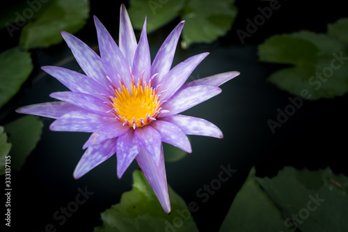 Beautiful lotus flower or Water Lily on the water in a park close-up.