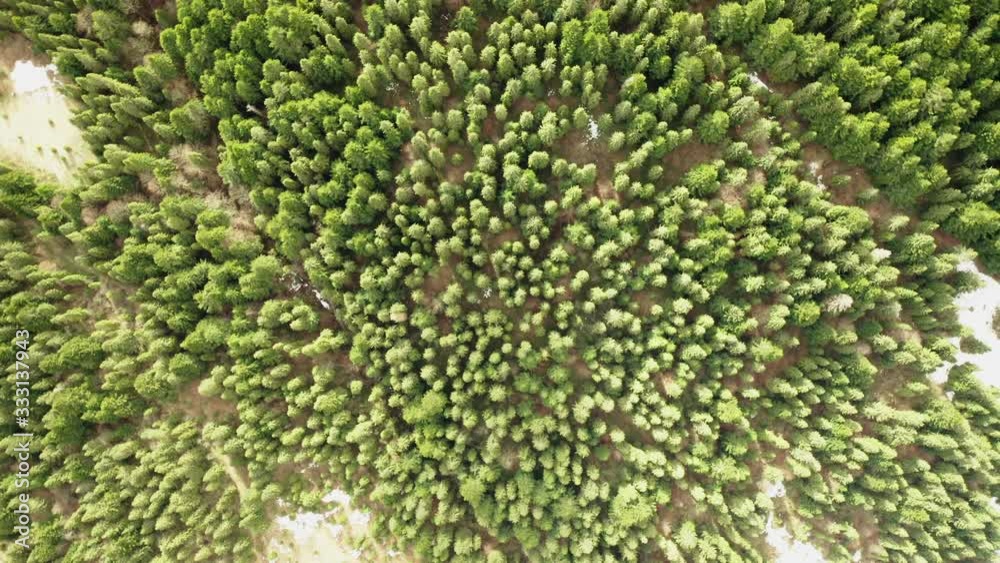 flying on a drone camera pointing down at trees and pines