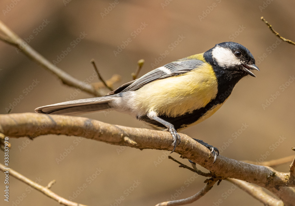 The great tit (Parus major) bird singing on a branch The great tit (Parus major) bird singing on a branch