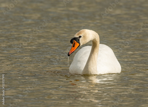 white swan bird swimming in the water with water dripping down its beak