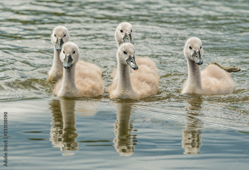 Fototapeta premium five young swan chicks swimming in the water
