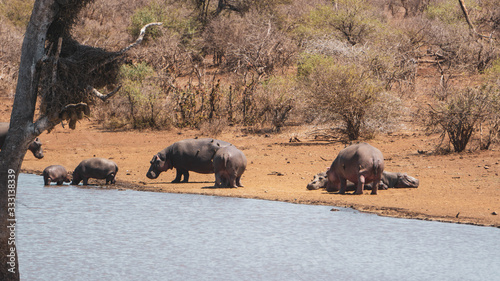 hippos by the river in south africa