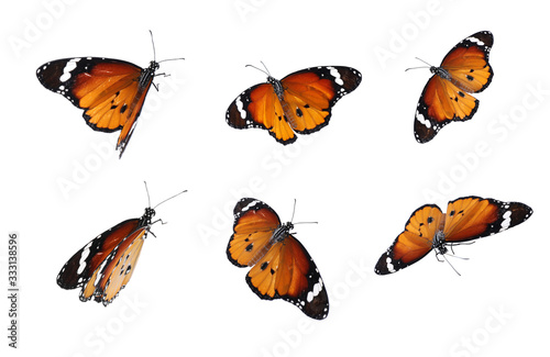 Set of many flying painted lady butterflies on white background © New Africa