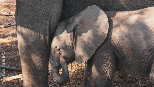 baby elephan with mothert in south africa