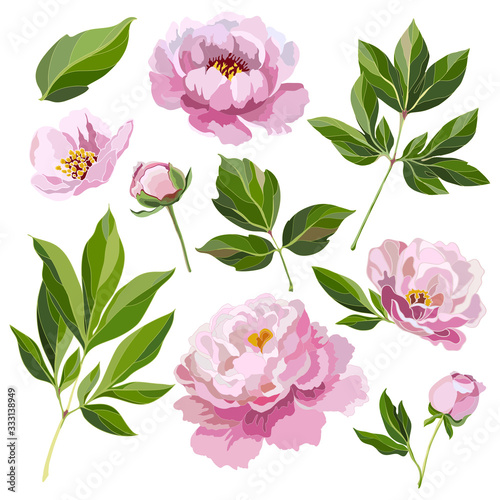 set pink peonies