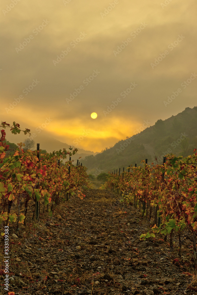 Vineyard in autumn. South of france