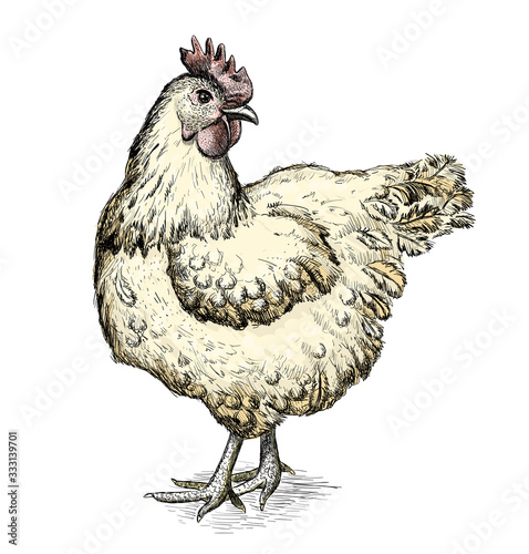 Hen graphic sketch illustration