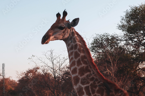 giraffe in Kruger national park South Africa 