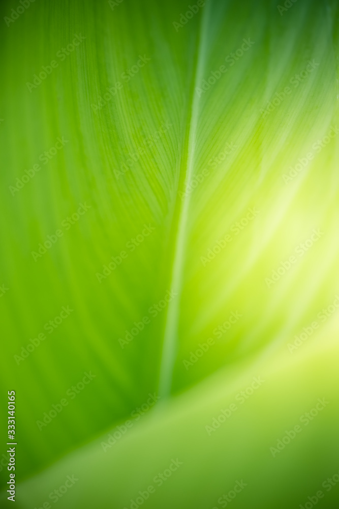 Amazing nature view of green leaf on blurred greenery background in garden and sunlight with copy space using as background natural green plants landscape, ecology, fresh wallpaper concept. Amazing nature view of green leaf on blurred greenery background in garden and sunlight with copy space using as background natural green plants landscape, ecology, fresh wallpaper concept.