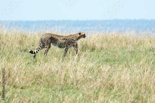 Wild African Cheetah in Masai Mara National Park in Kenya