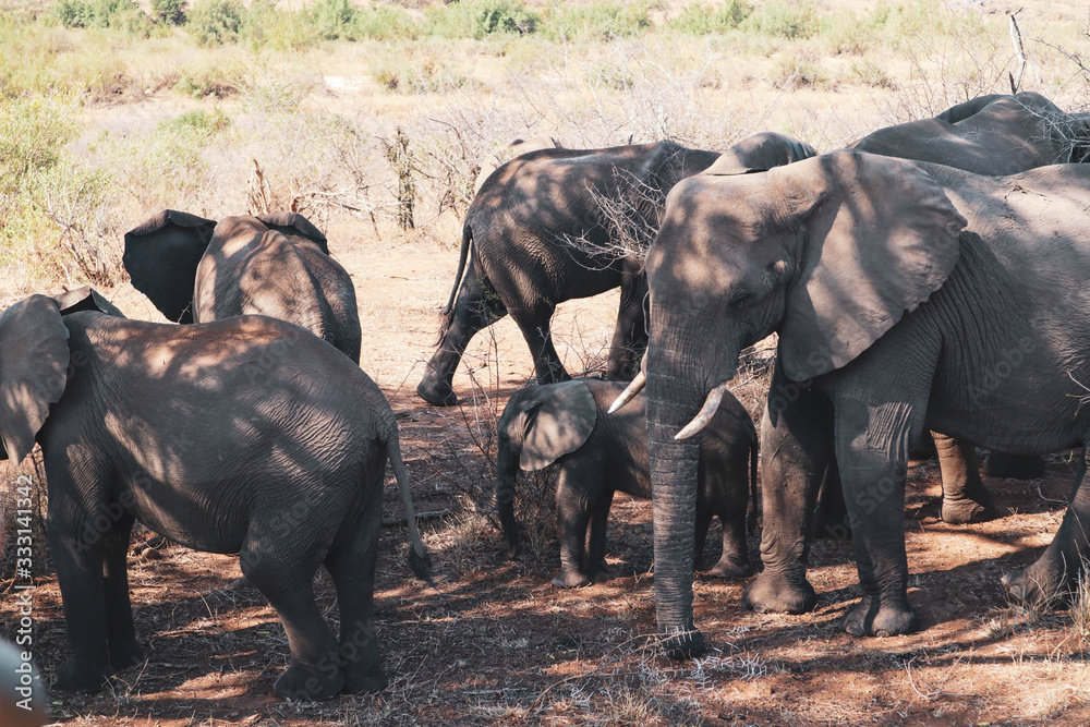 Obraz premium elephants in south africa