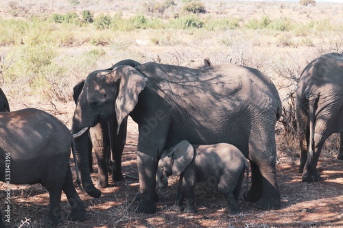 elephants in south africa