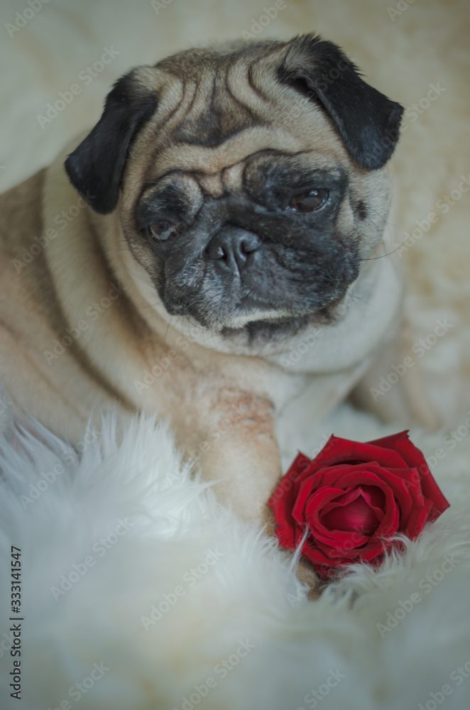 Adorable pug dog with red rose.