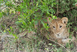 Wild Lion Cub in Masai Mara National Park in Kenya, Africa