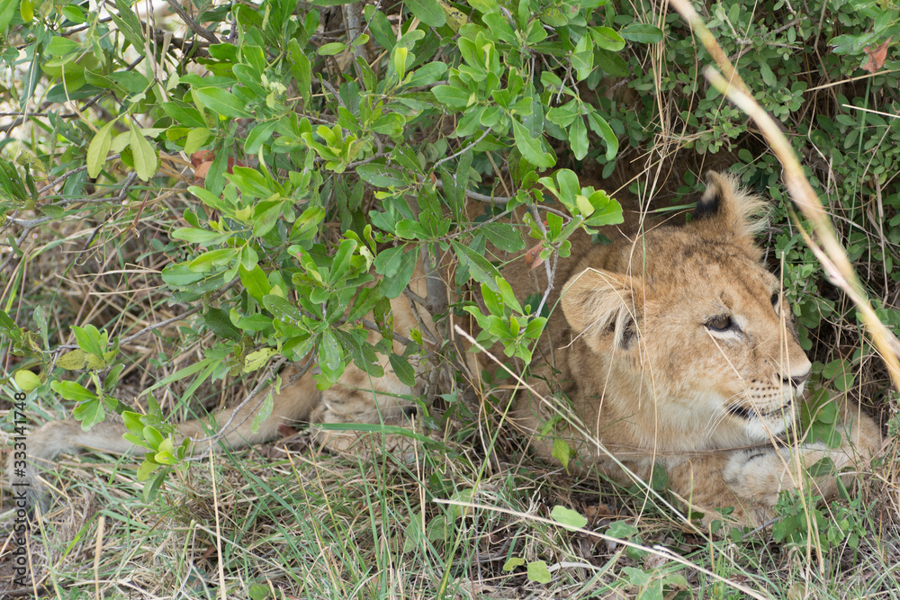Wild Lion Cub in Masai Mara National Park in Kenya, Africa Wild Lion Cub in Masai Mara National Park in Kenya, Africa