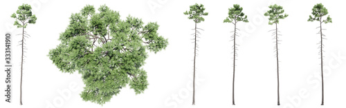 Set or collection of green pine trees isolated on white background. Concept or conceptual 3d illustration for nature, ecology and conservation, strength and endurance, force and life
