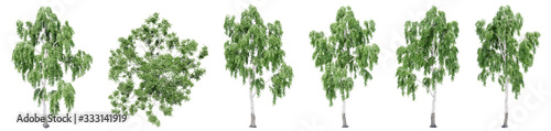 Set or collection of green birch trees isolated on white background. Concept or conceptual 3d illustration for nature, ecology and conservation, strength and endurance, force and life