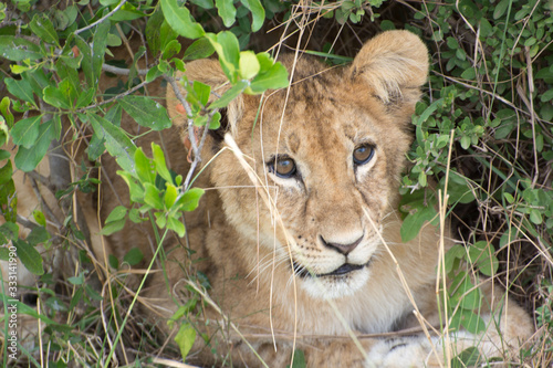 Wild Lion Cub in Masai Mara National Park in Kenya, Africa