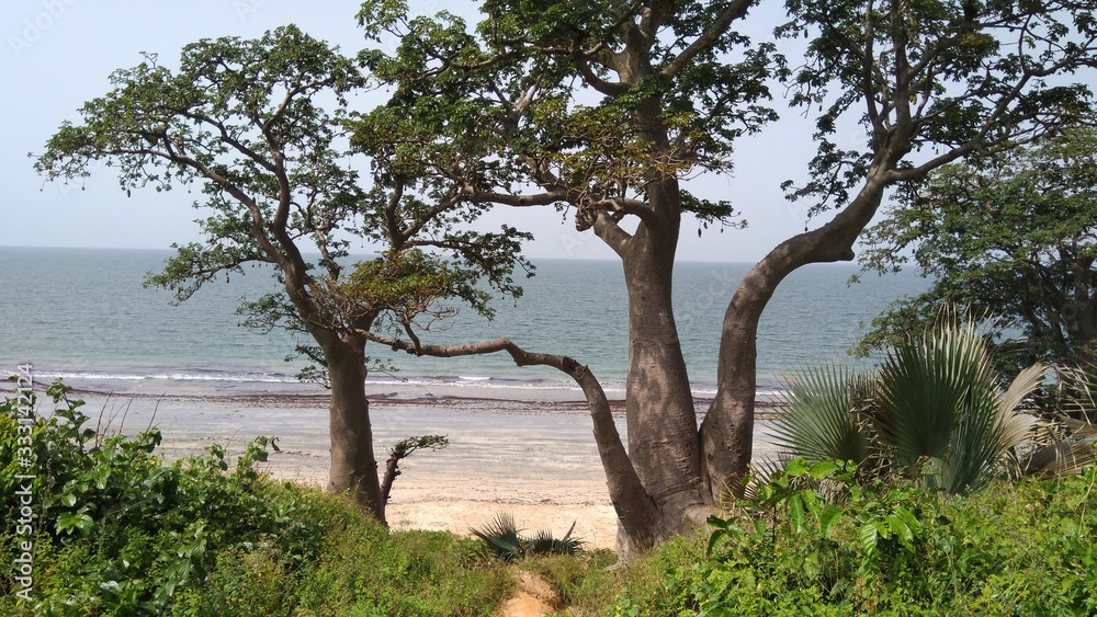Afrikanische Affenbrotbäume Baobab am Strand Gambia