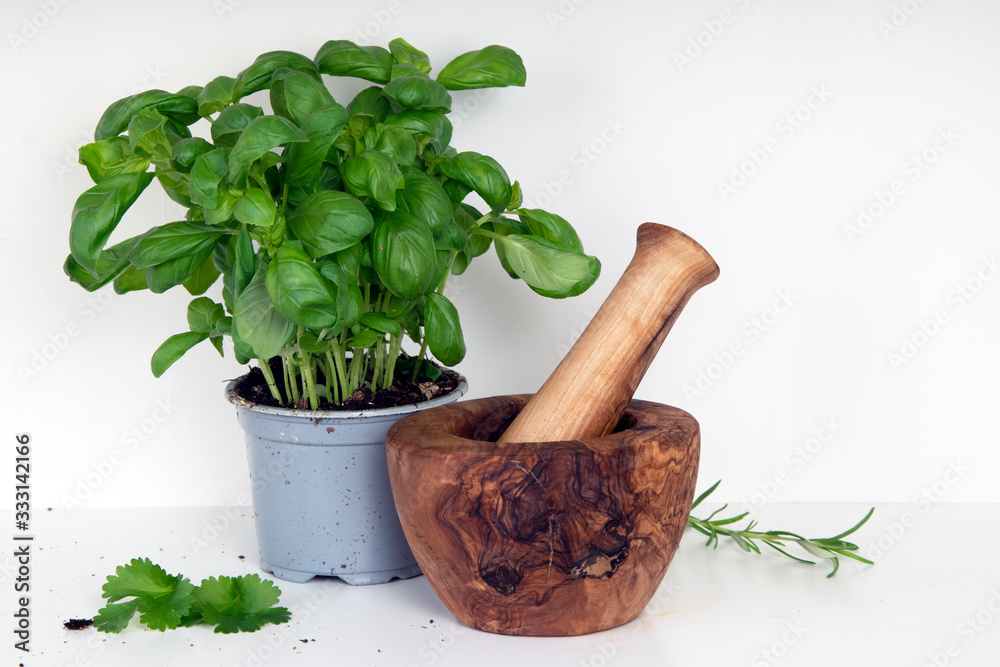 Mortar and pestle with basil plant