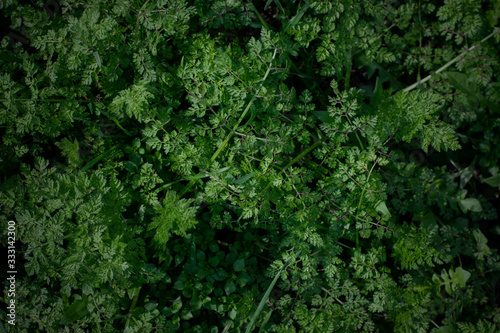 Dark abstract image for background. Green leaves of plants with vignetting.