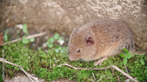 Cornered alive rat on grass close-up