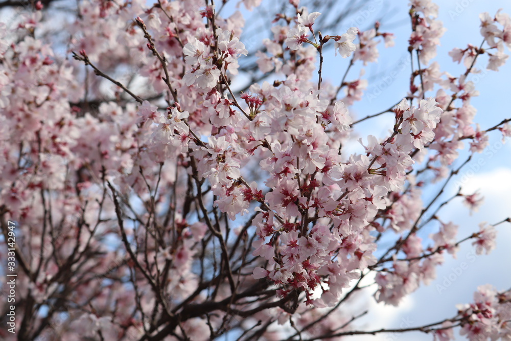 咲き始めの桜の花 ソメイヨシノ 咲き始めの桜の花 ソメイヨシノ