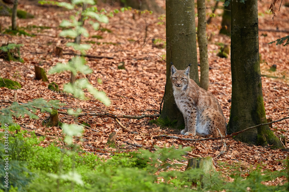 Obraz premium Eurasian lynx, male in spring forest, sitting on the ground covered with orange leaves. Lynx hidden in its environment. Protected animal. Europe, mountains biotope.