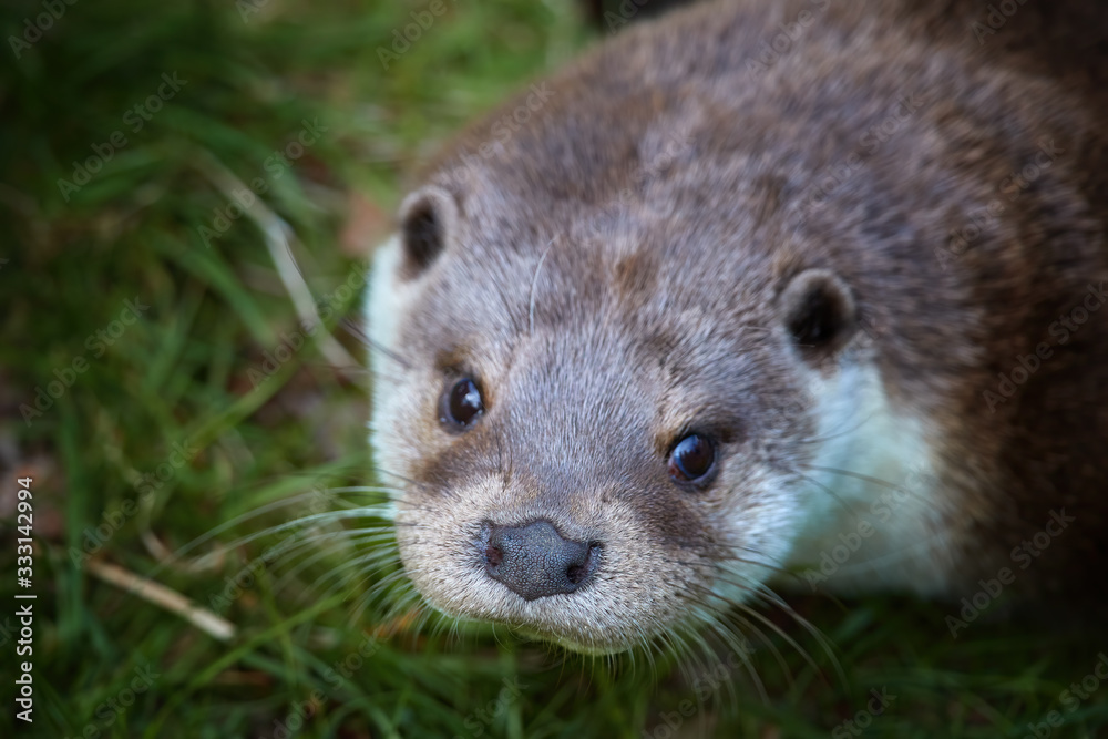 Portrait of European Otter, Lutra lutra . Direct view, green background. Spring in Europe, flooded forest biotope. Portrait of European Otter, Lutra lutra . Direct view, green background. Spring in Europe, flooded forest biotope.