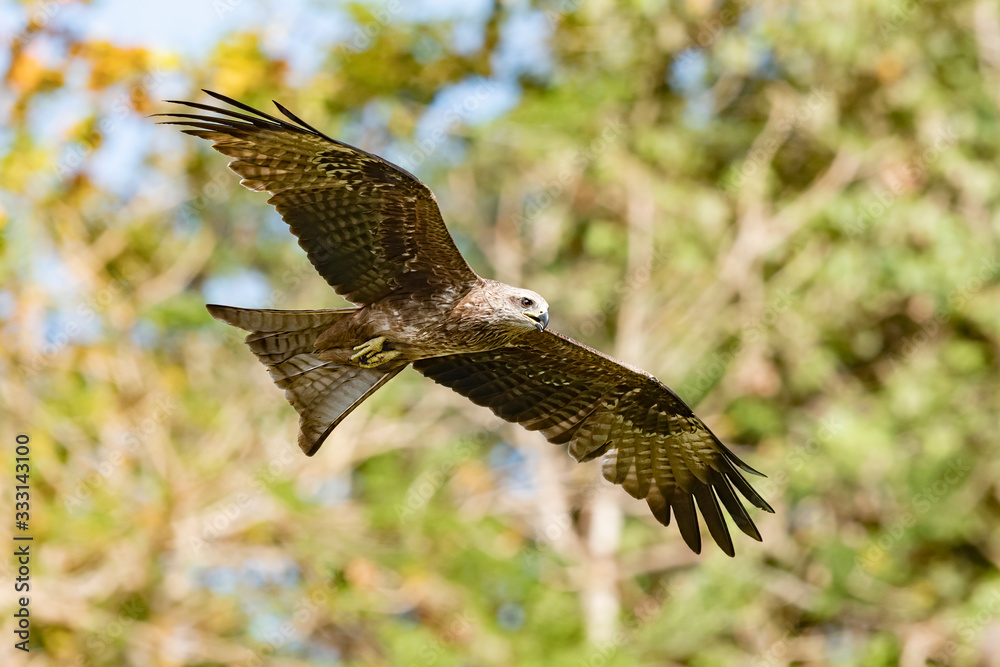 Fototapeta premium Black Kite and Brahminy Kite