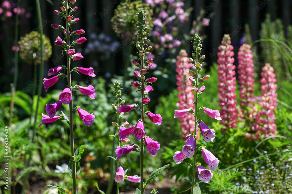 Obraz premium Beautiful pink floxgloves and lupines as well as other perennial flowers in the english cottage garden.
