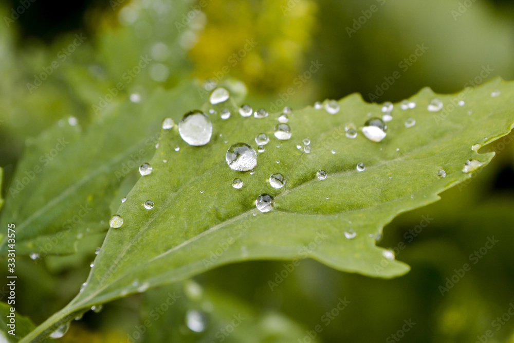 Raindrop on green grass. Twinkle like jewery.Green grass with water drops.Drops of water on the green grass after rain, macro Raindrop on green grass. Twinkle like jewery.Green grass with water drops.Drops of water on the green grass after rain, macro