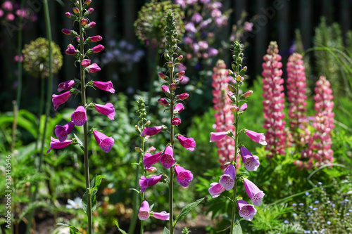 Beautiful pink floxgloves and lupines as well as other perennial flowers in the english cottage garden.