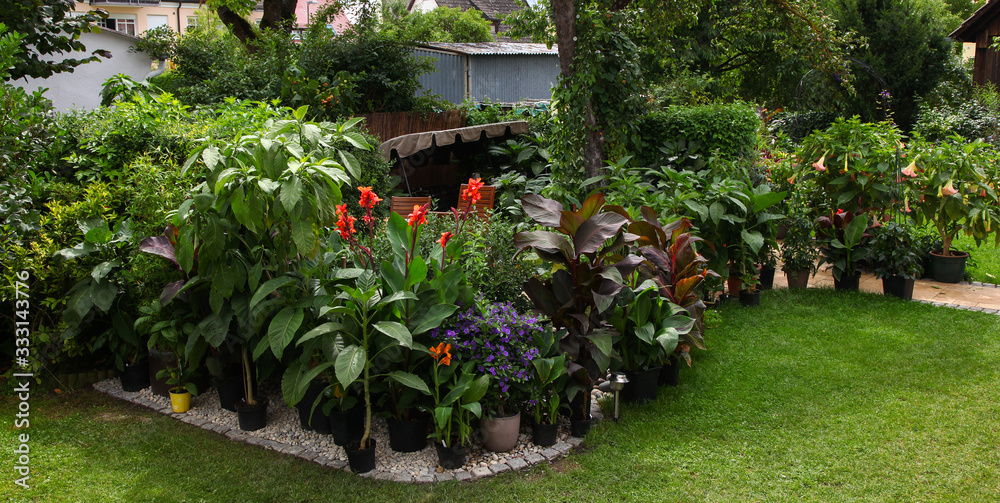 Secluded and Cosy Little Patio area in the urban citygarden with a wooden seating area and lots of green plants in planters such as brugmansia, Canna and climbers