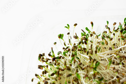 Macro lucerne microgreen shoots on white background with copy space and selective focus. Superfood, closeup. Concept healthy lifestyle and eating