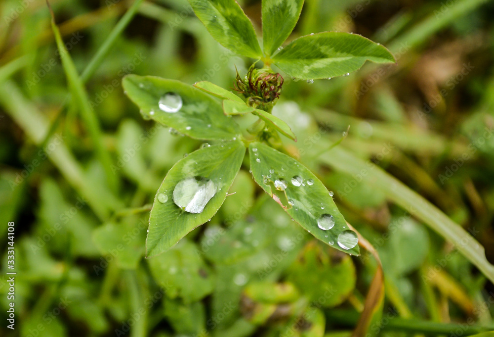 Raindrop on green grass. Twinkle like jewery.Green grass with water drops.Drops of water on the green grass after rain, macro Raindrop on green grass. Twinkle like jewery.Green grass with water drops.Drops of water on the green grass after rain, macro