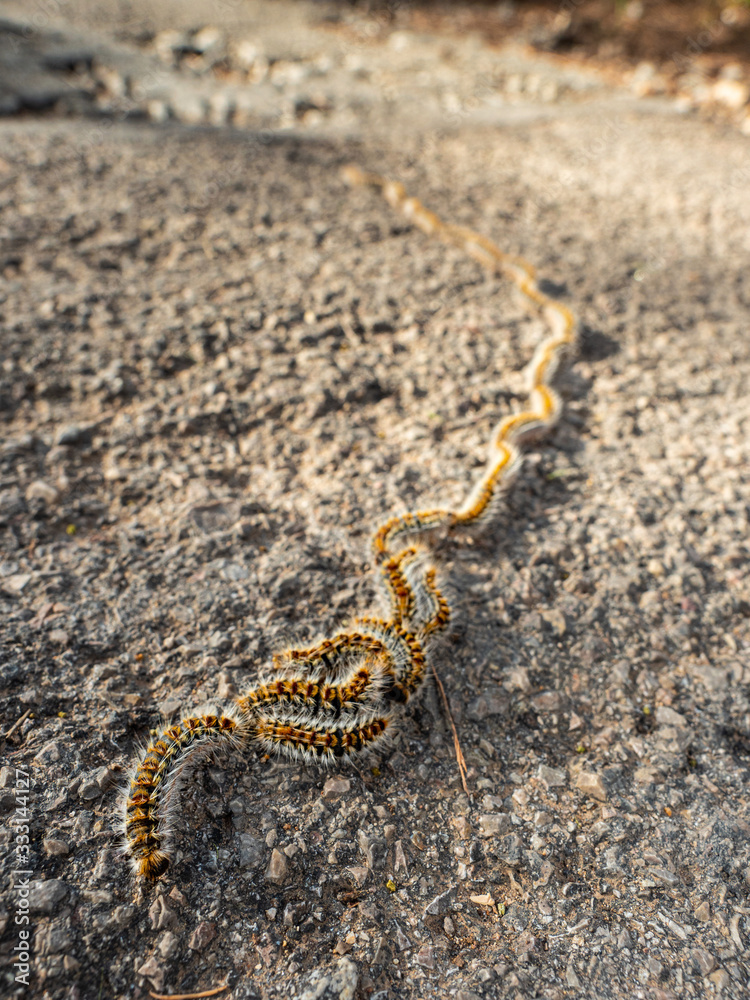 Hairy tropical caterpillars crawling in row on path Hairy tropical caterpillars crawling in row on path