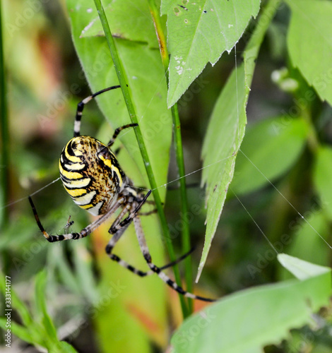 Yellow-Black striped spider on web