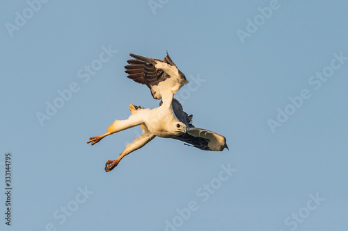 White Bellied Sea Eagle photo