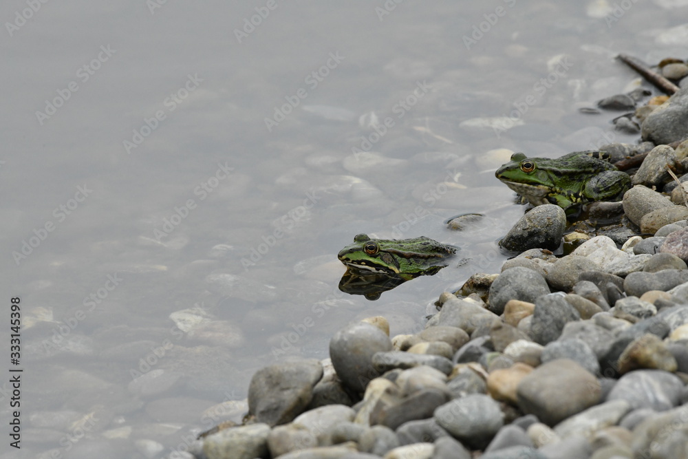 55+ Frösche Teich Kaufen, Wenn sie auf der suche nach gesunden und