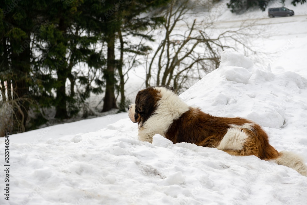 Saint Bernard dog lying on the snow on hill during winter. Slovakia