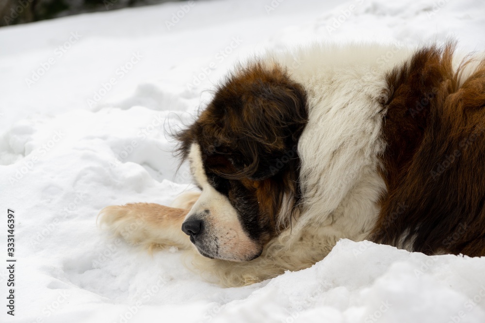 Saint Bernard dog lying on the snow on hill during winter. Slovakia